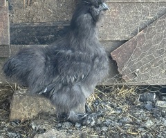 Silkies - 2
