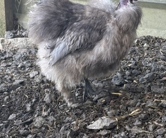 Silkies - 3