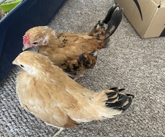 Serama chicks