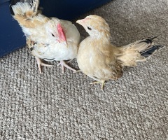 Serama chicks - 2