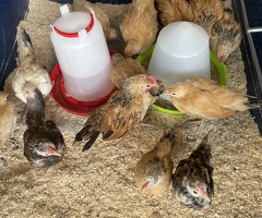 Serama chicks - 3