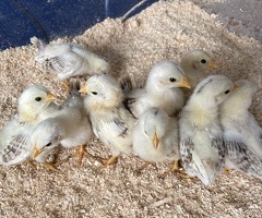 Serama chicks