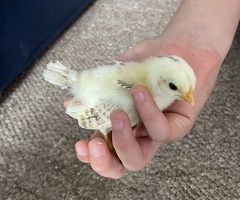 Serama chicks - 2