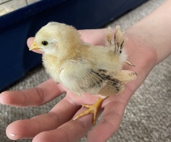 Serama chicks - 3