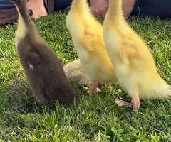 4x runner ducklings