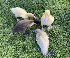 4x runner ducklings - 2