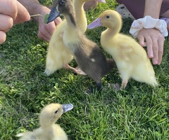 4x runner ducklings - 3