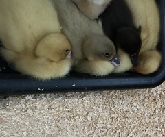 4x runner ducklings - 4