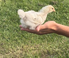 5 chicks for sale