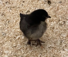 5 chicks for sale - 2