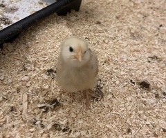 5 chicks for sale - 3