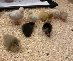 5 chicks for sale - 4