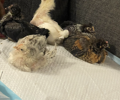 4 Week Old Baby Chicks