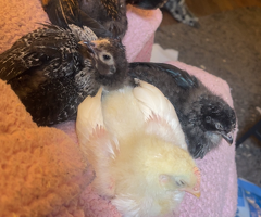 4 Week Old Baby Chicks - 2