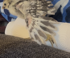 4 Week Old Baby Chicks - 3