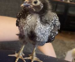 4 Week Old Baby Chicks - 4