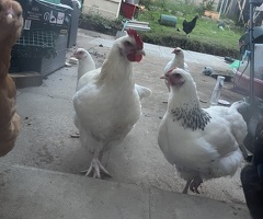 Maran cockerel and buff/sussex