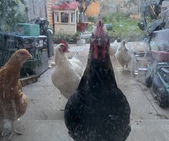 Maran cockerel and buff/sussex - 2