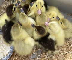 Baby ducklings
