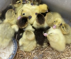 Baby ducklings - 2