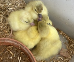 Baby ducklings - 3
