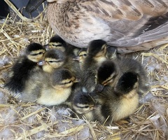 Call ducks