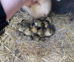 Call ducks - 2