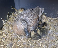 Call ducks - 3