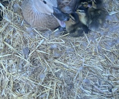 Call ducks - 4