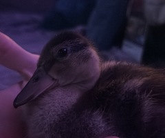 Call duck