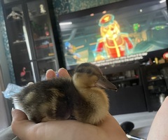 Call duck - 2