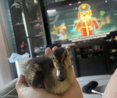 Call duck - 3