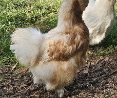 Silkie chicken hatching eggs