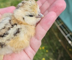 Silkie chicken hatching eggs - 2