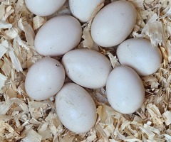 Silkie chicken hatching eggs - 4
