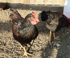 Gold Laced Barnevelder Cockerels