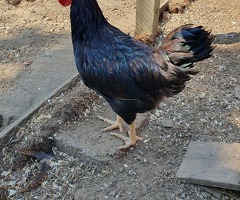 Gold Laced Barnevelder Cockerels - 2