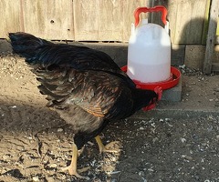 Gold Laced Barnevelder Cockerels - 3