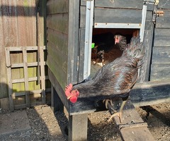 Gold Laced Barnevelder Cockerels - 4