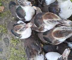 Muscovy duckings - drakes & hens