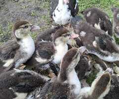 Muscovy duckings - drakes & hens - 2