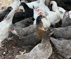 Hybrid hens for sale