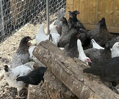 Hybrid hens for sale - 2