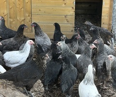 Hybrid hens for sale - 3