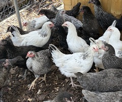 Hybrid hens for sale - 4