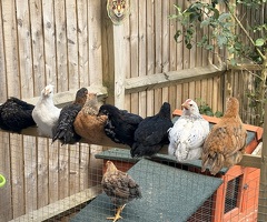 5 chickens for sale 9weeks old