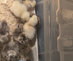 Silkie chicks