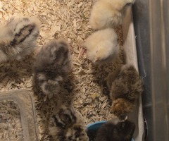 Silkie chicks - 2