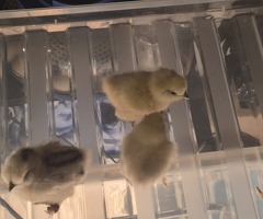 Silkie chicks - 3
