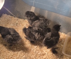Silkie cuckoo chick's